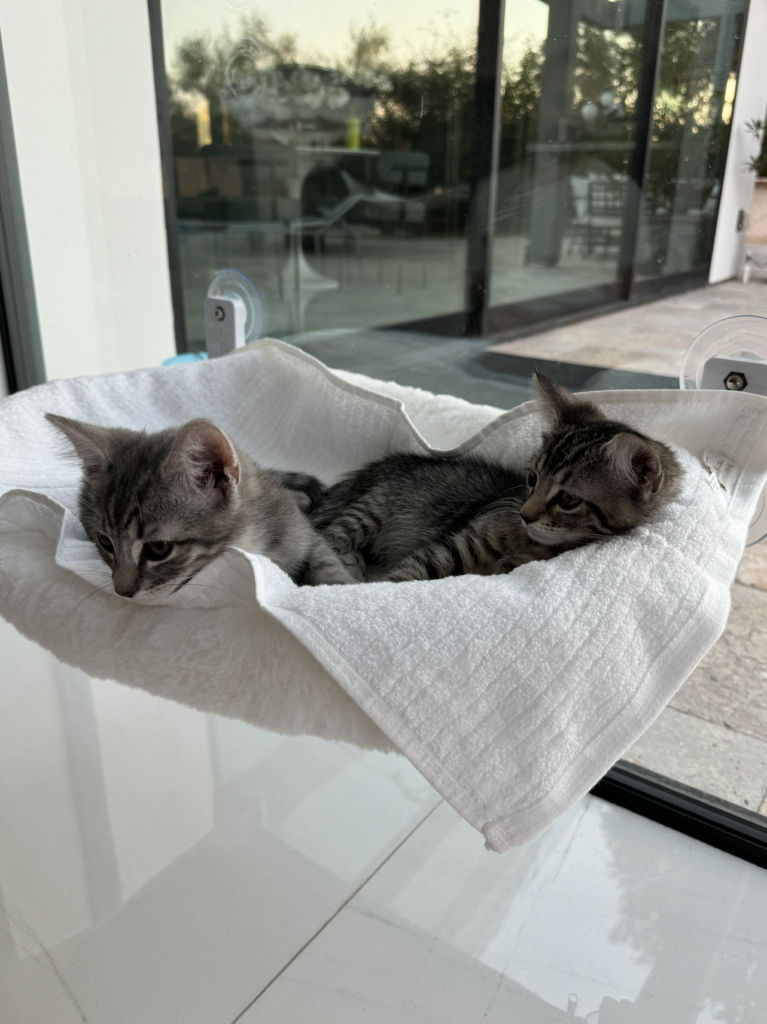 Cynthia Garcia spends time with her new kittens and shows us how to relax and grow rich. 